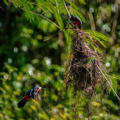 Kellenschnabel-Breitrachen / Black-and-red Broadbill