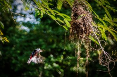 Kellenschnabel-Breitrachen / Black-and-red Broadbill