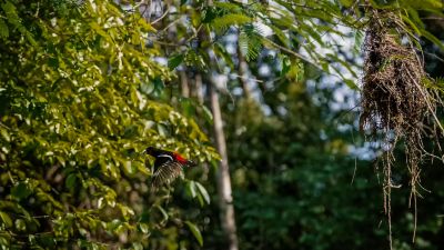 Kellenschnabel-Breitrachen / Black-and-red Broadbill