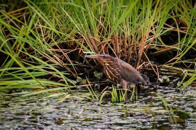 Schwarzdommel (W) / Black Bittern