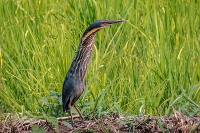 Schwarzdommel (M) / Black Bittern