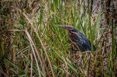 Schwarzdommel (M) / Black Bittern