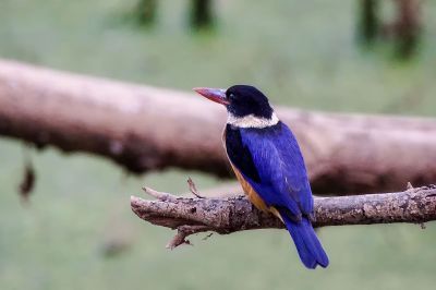 Kappenliest / Black-capped Kingfisher