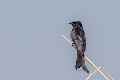 Königsdrongo / Black Drongo