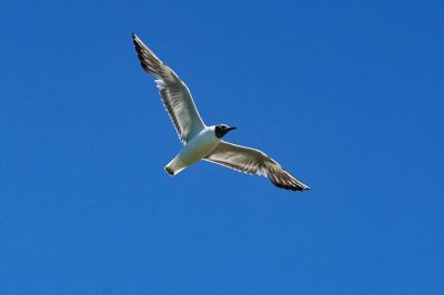 Lachmöwe (M) im Prachtkleid / Black Headed Gull