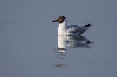 Lachmöwe (M) im Prachtkleid / Black Headed Gull