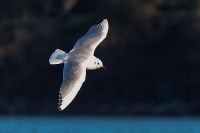 Lachmöwe im Schlichtkleid / Black Headed Gull