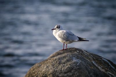 Lachmöwe im Schlichtkleid / Black Headed Gull