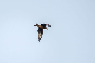 Schwarzmilan / Black Kite