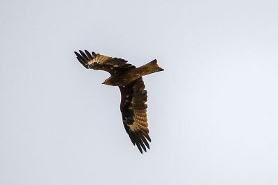 Schwarzmilan / Black Kite