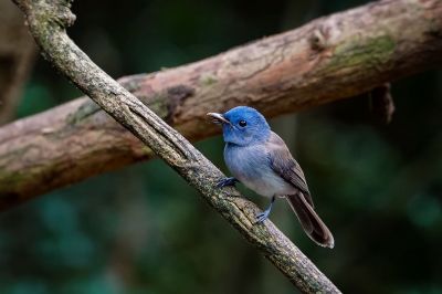 Schwarzgenickschnäpper (W) / Black-naped Monarch