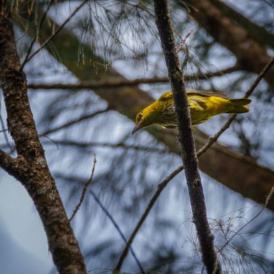 Schwarznackenpirol (J) / Black-naped Oriole