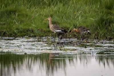 Uferschnepfe (M,F) / Black-tailed Godwit