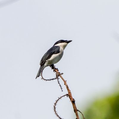 Schwarzflügel-Raupenschmätzer / Black-winged Flycatcher-shrike