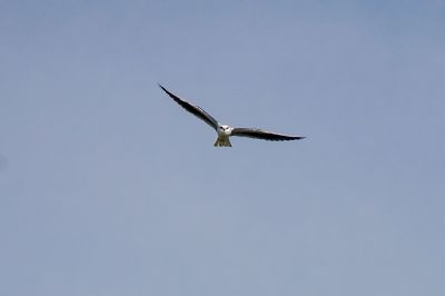 Gleitaar / Black-winged Kite