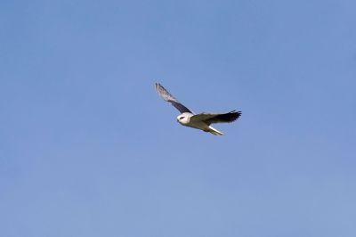 Gleitaar / Black-winged Kite