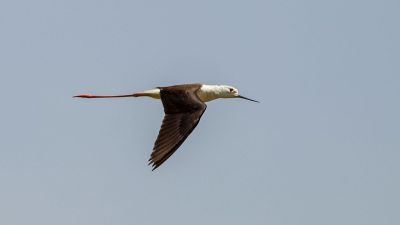 Stelzenläufer / Black-winged Stilt