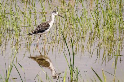 Stelzenläufer (J) / Black-winged Stilt