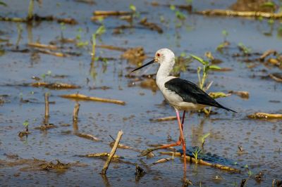 Stelzenläufer / Black-winged Stilt