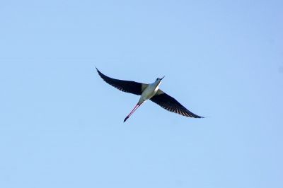 Stelzenläufer / Black-winged Stilt