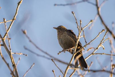 Amsel - Schwarzdrossel (F) / Blackbird