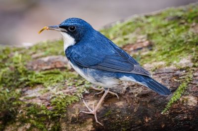 Blaunachtigall (M) / Siberian Blue Robin