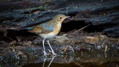 Blaunachtigall (M - 1. Winter) / Siberian Blue Robin