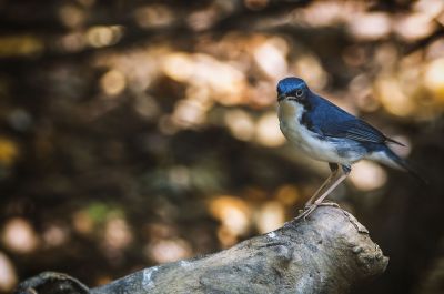 Blaunachtigall (M) / Siberian Blue Robin