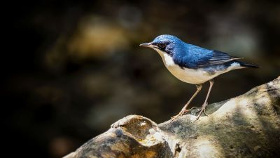 Blaunachtigall (M) / Siberian Blue Robin