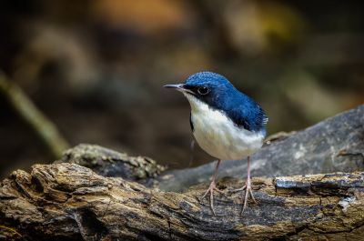 Blaunachtigall (M) / Siberian Blue Robin