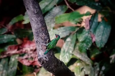 Blauohr-Bartvogel (duvaucelii) / Blue-eared Barbet