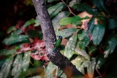 Blauohr-Bartvogel (duvaucelii) / Blue-eared Barbet