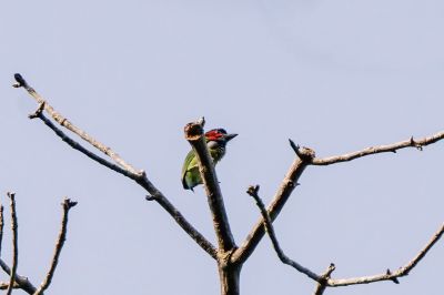 Blauohr-Bartvogel (duvaucelii) / Blue-eared Barbet