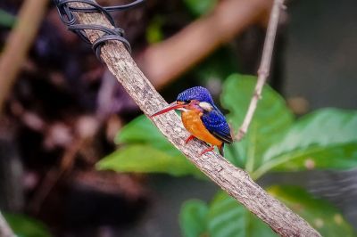 Menintingeisvogel / Blue-eared Kingfisher
