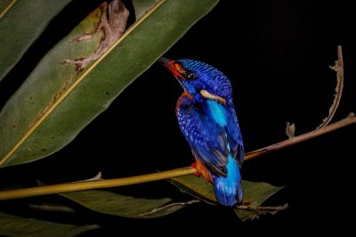 Menintingeisvogel / Blue-eared Kingfisher