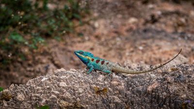 Blaukopf Calotes / Blue-crested lizard - Indo-Chinese bloodsucker - Indo-Chinese forest lizard - White-lipped calotes - Blue forest lizard