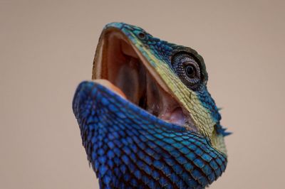 Blaukopf Calotes (M) / Blue-crested lizard - Indo-Chinese bloodsucker - Indo-Chinese forest lizard - White-lipped calotes - Blue forest lizard