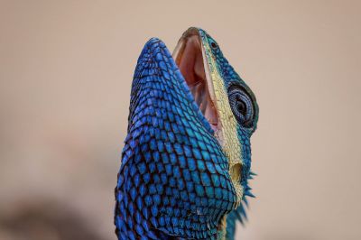 Blaukopf Calotes (M) / Blue-crested lizard - Indo-Chinese bloodsucker - Indo-Chinese forest lizard - White-lipped calotes - Blue forest lizard