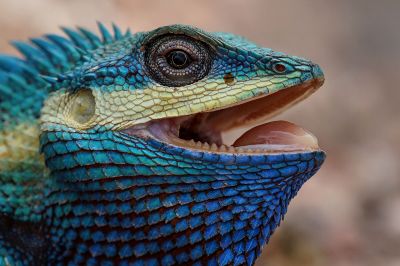 Blaukopf Calotes / Blue-crested lizard - Indo-Chinese bloodsucker - Indo-Chinese forest lizard - White-lipped calotes - Blue forest lizard