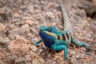 Blaukopf Calotes (M) / Blue-crested lizard - Indo-Chinese bloodsucker - Indo-Chinese forest lizard - White-lipped calotes - Blue forest lizard