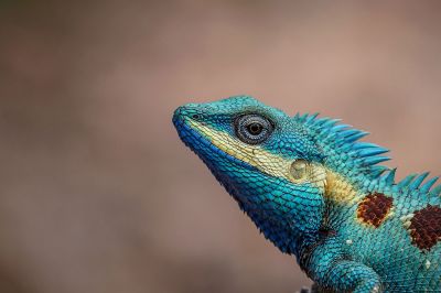 Blaukopf Calotes (M) / Blue-crested lizard - Indo-Chinese bloodsucker - Indo-Chinese forest lizard - White-lipped calotes - Blue forest lizard