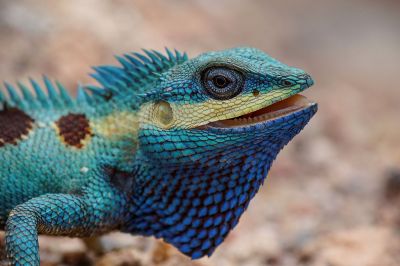 Blaukopf Calotes (M) / Blue-crested lizard - Indo-Chinese bloodsucker - Indo-Chinese forest lizard - White-lipped calotes - Blue forest lizard