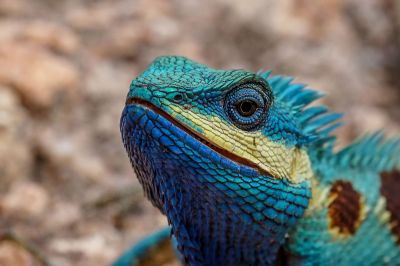 Blaukopf Calotes (M) / Blue-crested lizard - Indo-Chinese bloodsucker - Indo-Chinese forest lizard - White-lipped calotes - Blue forest lizard