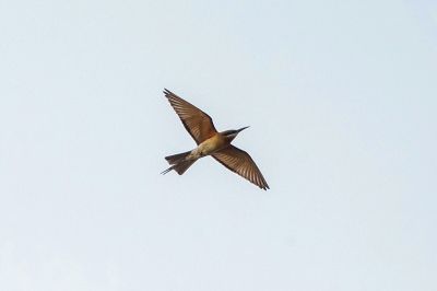 Blauschwanzspint / Blue-tailed Bee-eater