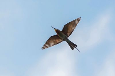 Blauschwanzspint / Blue-tailed Bee-eater