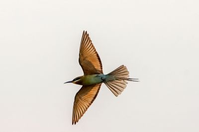 Blauschwanzspint / Blue-tailed Bee-eater