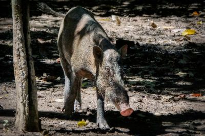 Bartschwein (Sus barbatus) Bornean Bearded Pig / VULNERABLE