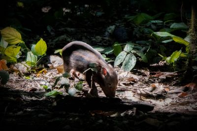 Bartschwein (Sus barbatus) Bornean Bearded Pig / VULNERABLE