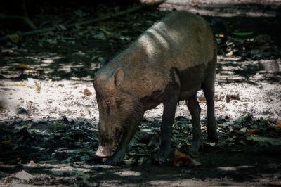 Bartschwein (Sus barbatus) Bornean Bearded Pig / VULNERABLE