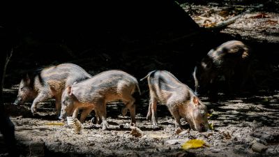 Bartschwein (Sus barbatus) Bornean Bearded Pig / VULNERABLE
